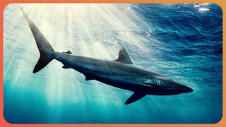 The Truth about Great White Sharks Shark Documentary  Real Wild [upl. by Janiuszck43]