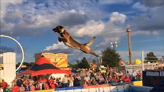 Belgian Malinois Amazing Athlete [upl. by Hsan592]