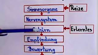 Psychologie lernen  Wahrnehmung [upl. by Pauly]