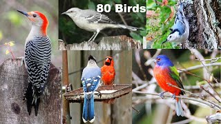 Identify Your Backyard Birds [upl. by Andrade]