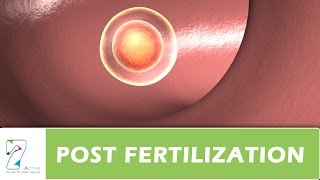 POST FERTILIZATION [upl. by Fry715]