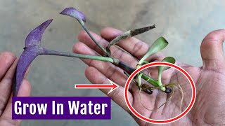 Simplest Way to GrowPropagate Purple Heart Plant from Cuttings [upl. by Vittorio]