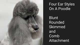 Four Ear Styles on a Poodle [upl. by Ateloj505]