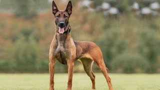 10 Facts About Belgian Malinois That You Dont Know [upl. by Lirrad]