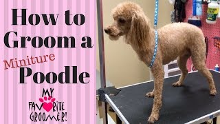 How To Groom A Poodle [upl. by Nagiam]