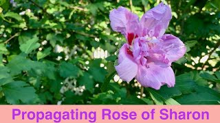 Propagating Rose of Sharon [upl. by Porush]