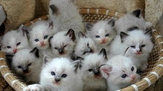 Ragdoll Cat amp Kittens  Too Cute and Charming Breed [upl. by Columbus]