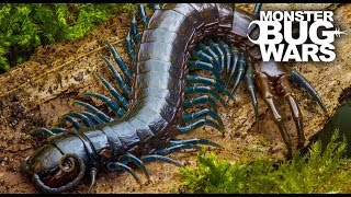 Best Centipede Showdowns  MONSTER BUG WARS [upl. by Anuhsal]