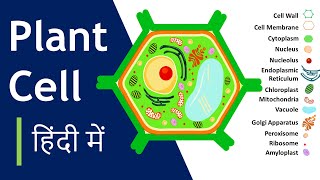 Plant cell क्या है  संरचना और कार्य  Plant Cell Model कैसे बनाना है Basic Science Series Hindi [upl. by Aihsinyt]