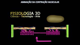 CONTRAÇÃO MUSCULAR [upl. by Aelak360]