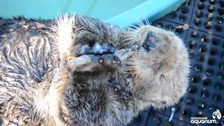 Rescued Sea Otter Munches His Clams [upl. by Surazal]