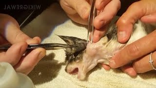 Satisfying Botfly Larvae Removal From Animals [upl. by Eupheemia]