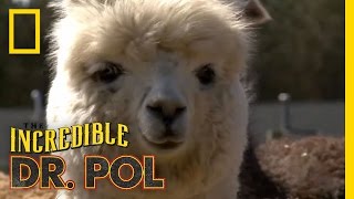 Fixing Up Alpacas  The Incredible Dr Pol [upl. by Chapnick732]