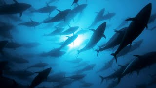 Tracking Bluefin Tuna  A Perfect Planet  BBC Earth [upl. by Meg]