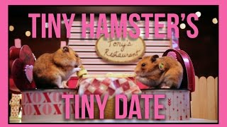 Ep 5 Tiny Hamsters Tiny Date  Valentines Day Edition [upl. by Frissell931]