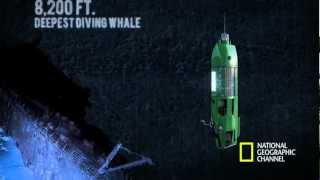 The Life Aquatic with James Cameron  Mariana Trench Dive [upl. by Ennovahs]