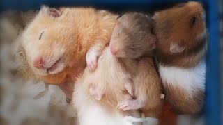 Hamster Babies Growing Up  Day 16 to Day 31 [upl. by Ojeibbob]