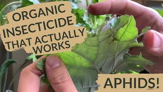 Vegan Organic Insecticide for Vegetable Garden [upl. by Ducan474]