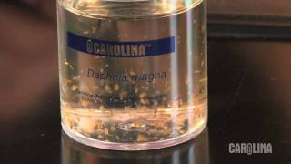 How to Care for Daphnia [upl. by Byrn]