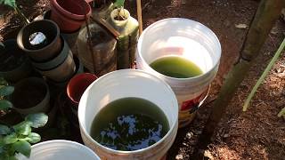 How to grow Green Water Algae [upl. by Ahsaetal]