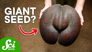 The 5 Strangest Seeds in the World [upl. by Lertnom]