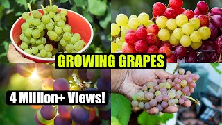 How to Grow Grapes A Complete Garden Growing Guide [upl. by Asusej]