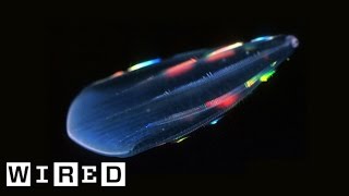 Absurd Creatures  Comb Jellies Are Ready to Rave [upl. by Susi167]