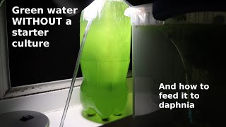 Green Water WITHOUT a Starter Culture  From Scratch  How To [upl. by Ahsito617]