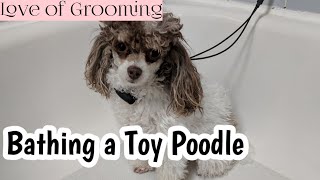 How to Bathe a Toy Poodle [upl. by Garfield]