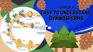 Gymnosperms [upl. by Chatterjee]