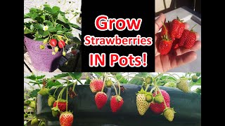 Growing Strawberries In Pots Or Containers [upl. by Anasor286]