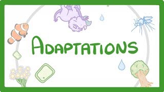 GCSE Biology  Adaptations 79 [upl. by Imogene]