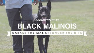 BLACK MALINOIS PROTECTING IN SOUTH CENTRAL LOS ANGELES [upl. by Gonzalo]