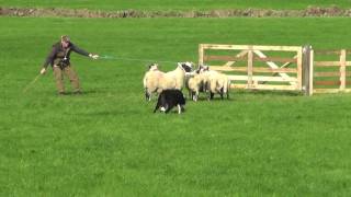 Irish National Sheepdog Trials 2016 JP McGees Glencregg SilverJnr [upl. by Ojyma]