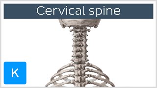 What are the symptoms of cervical disc herniation  Norton Neuroscience Institute [upl. by Beauregard639]