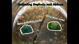 How To Culture Daphnia and Moinas using Green Water Spirulina powder [upl. by Aoh]