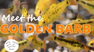 Meet the Golden Barb  Species Profile [upl. by Armillia644]