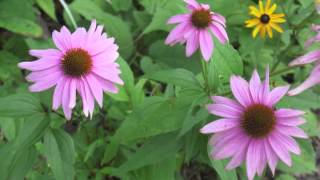 Plant portrait  Purple coneflower Echinacea purpurea [upl. by Rocray]