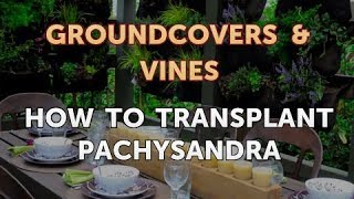 How to Transplant Pachysandra [upl. by Eciuqram815]