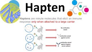 Haptens what are haptens [upl. by Aisayn]