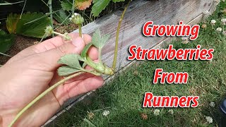 How To Grow Strawberries From Runners  Tips and Tricks 2019 [upl. by Culhert]