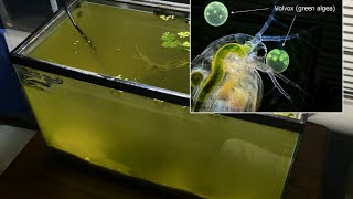 Raising Daphnia for the Freshwater Aquarium [upl. by Boonie]