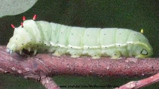 How Caterpillars Crawl  Extreme Close Up [upl. by Klump]