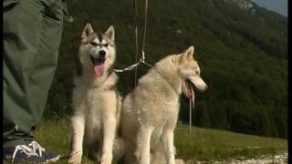 The Siberian Husky And Alaskan Malamute [upl. by Kerad271]