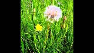 Salsify Tragopogon spp [upl. by Terri98]