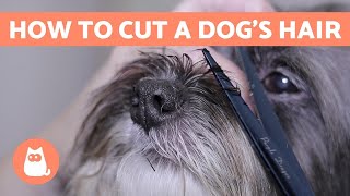 How to Cut a Dogs Hair 🐶 BASIC GROOMING Tutorial [upl. by Tengler]