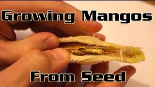 Growing Mangos From Seed  How to plant a mango seed and grow a mango tree [upl. by Gerri921]