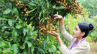 Cooking dessert Longan fruit in my homeland  Poling lifestyle [upl. by Goulden]