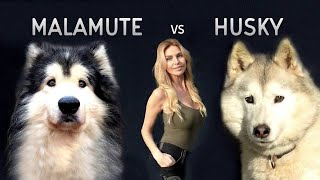 GIANT ALASKAN MALAMUTE Versus THE SIBERIAN HUSKY DOG [upl. by Rebeka562]