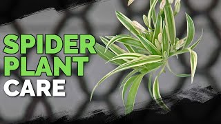 Spider Plant Care How To Grow Chlorophytum Comosum [upl. by Gillead]